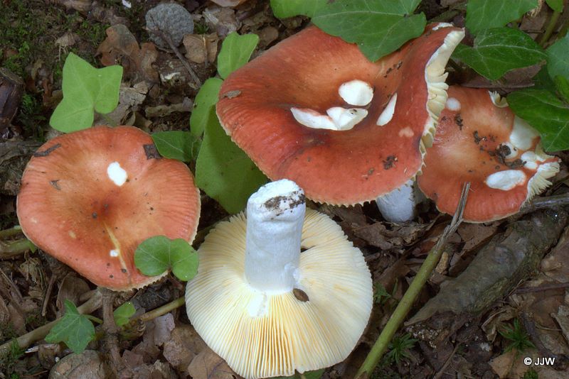 Russula laeta